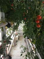 南极长城站实现“蔬菜自由” | 四季沐歌空气能热泵功不可没