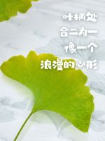 有杏入梦｜梦洁邀你按下生活暂停键，好好睡一觉吧～