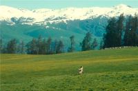 菁英世家|当阿勒泰的风吹进生活，一起将治愈风装进家里吧~