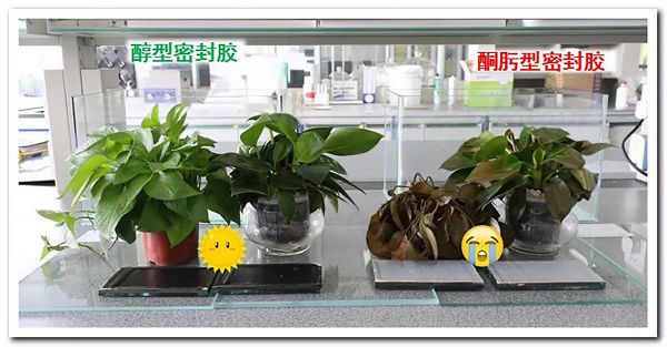 醇净守护 健康无忧！“全能战士”醇型密封胶 成行业新宠