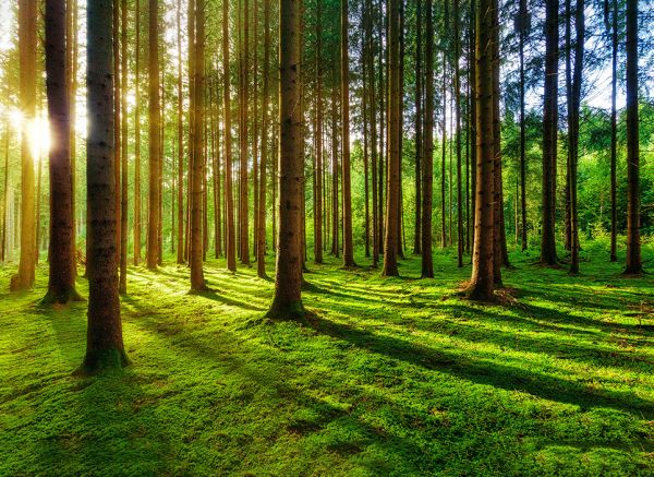 全国生态日赋能产业升级：兔宝宝以绿色低碳理念引领行业高质量发展